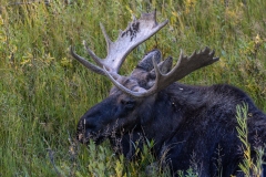 Bull-moose-9.25.24-5067
