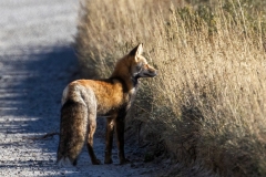 Cross-Fox-9.25.24-4998