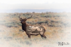 Elk-Molton-Barn-9.25.20-gigapixel-scale-2_00x