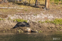 Grizzley-Elk-Kill-9.20.20