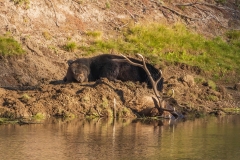 Grizzley-Elk-Kill-9.21.20-gigapixel-scale-2_00x