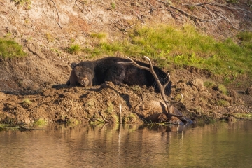 Grizzley-Elk-Kill-9.21.20-gigapixel-scale-2_00x