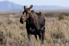Moose-9.26.24-5147
