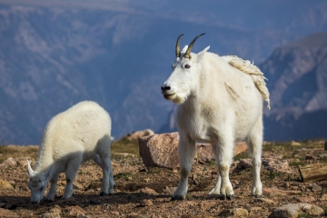 Mountain-Goats-8.23.21-6547
