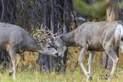 Mule-Deer-sparring-9.22.20.2