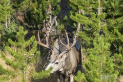 Oh-Shit-Mule-Deer-9.22.20