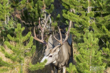 Oh-Shit-Mule-Deer-9.22.20