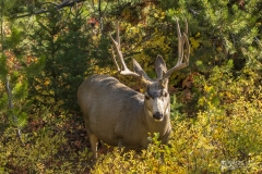 Oh-Shit-Mule-Deer-Teton-9.22.20.2