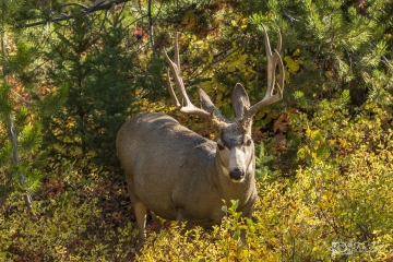 Oh-Shit-Mule-Deer-Teton-9.22.20.2