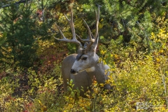 Oh-Shit-Mule-Deer-Teton-9.22.20