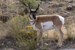 Pronghorn-9.23.24-4770.tif