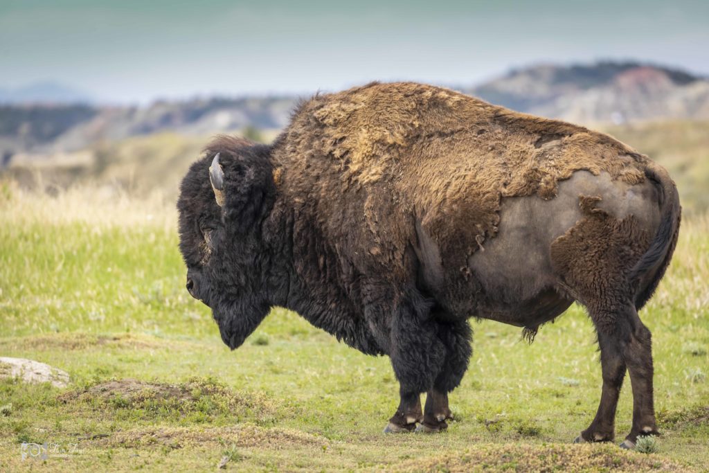 Bison