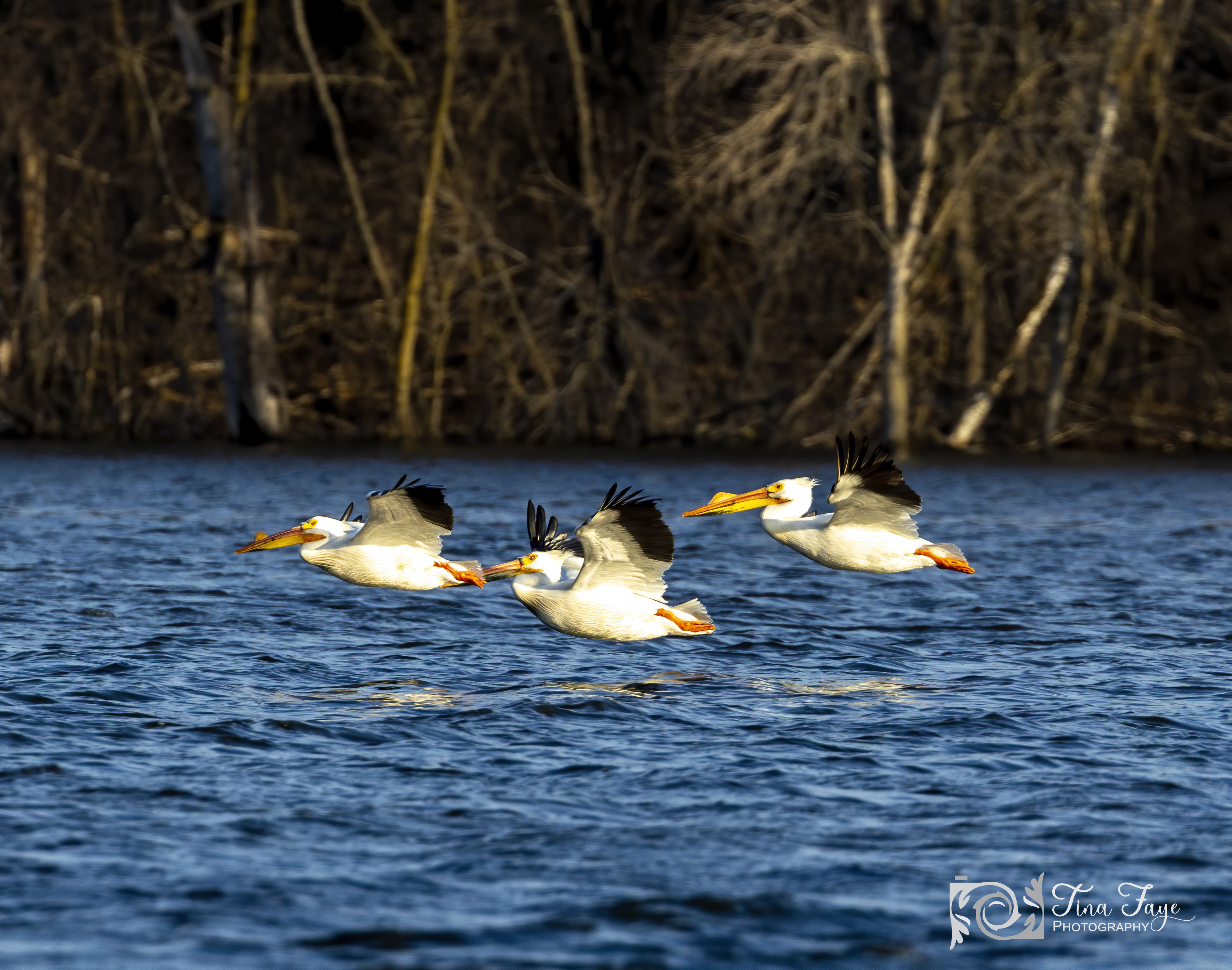 North American White Pelicans