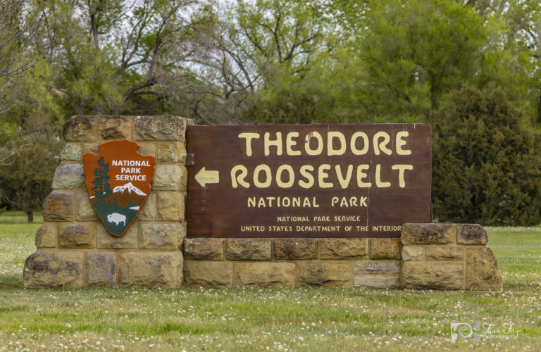 Theodore Roosevelt National Park road trip!