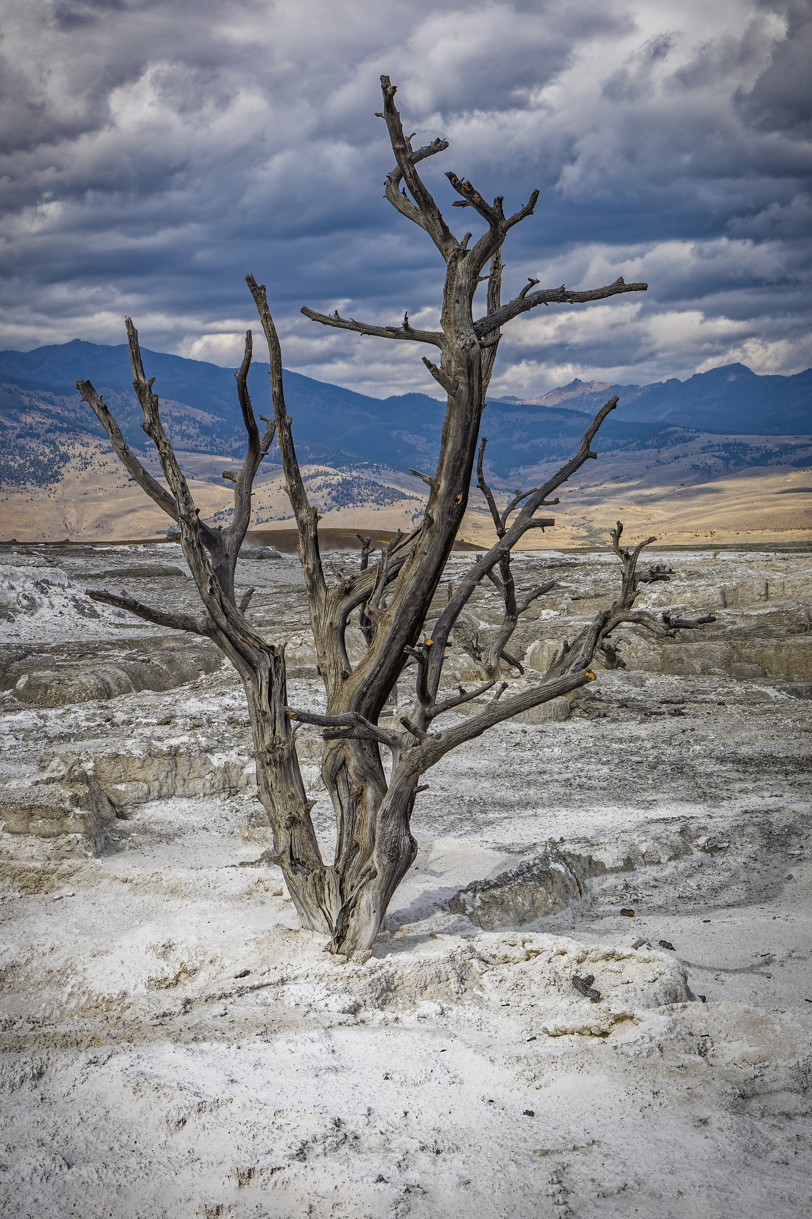 Terrace Tree at Yellowstone