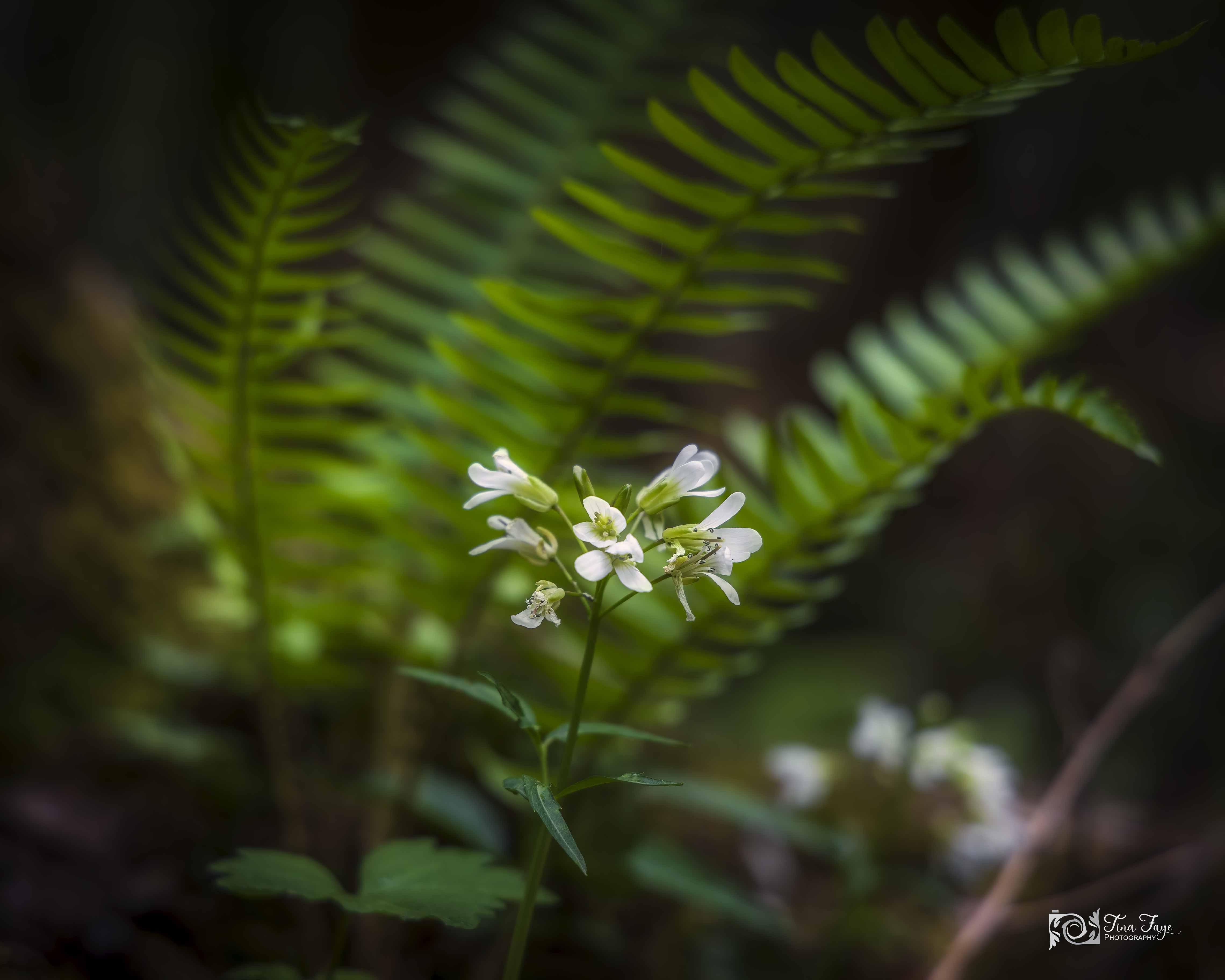 Wildflowers with fern