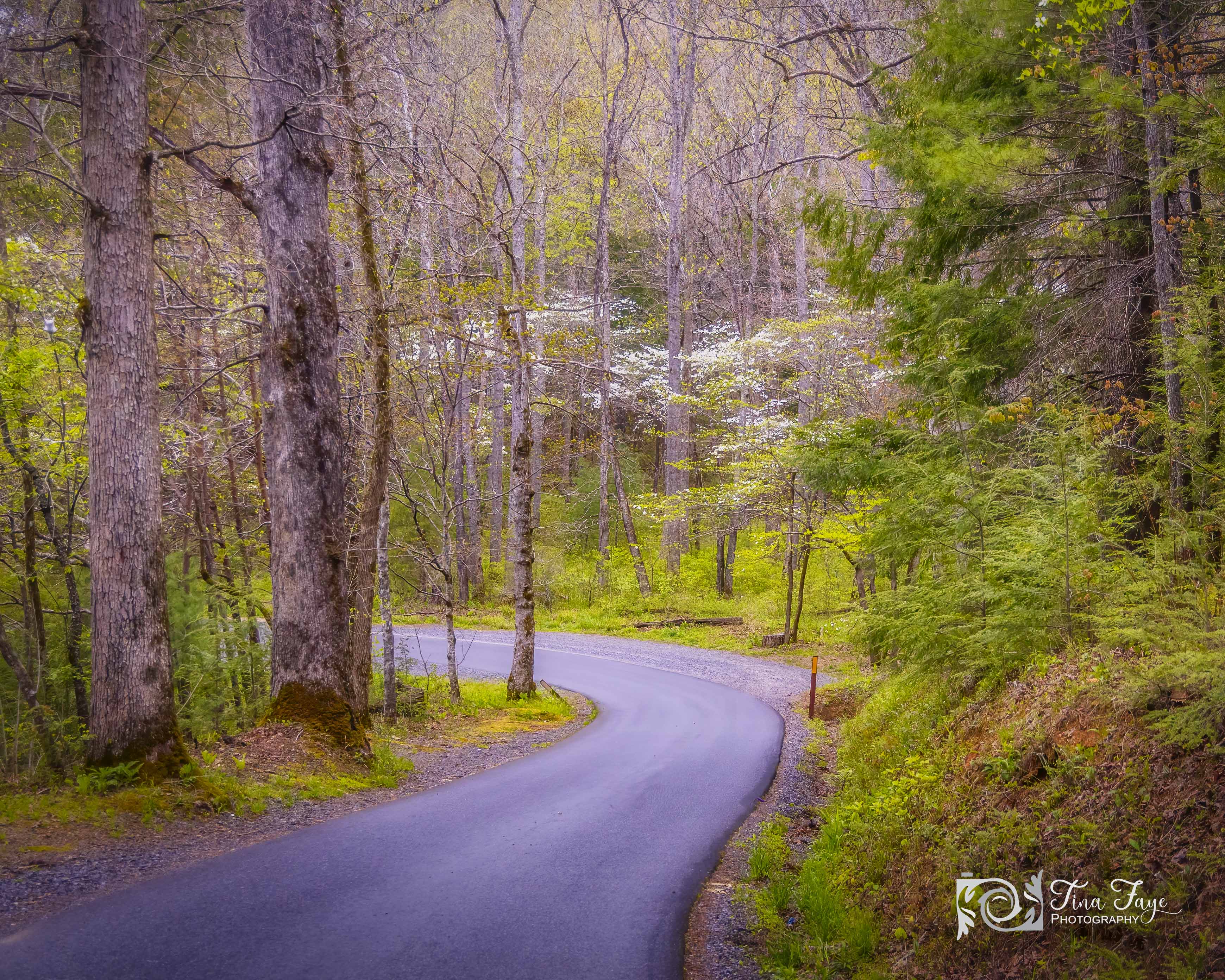 Cades Cove Dog Wood Trees