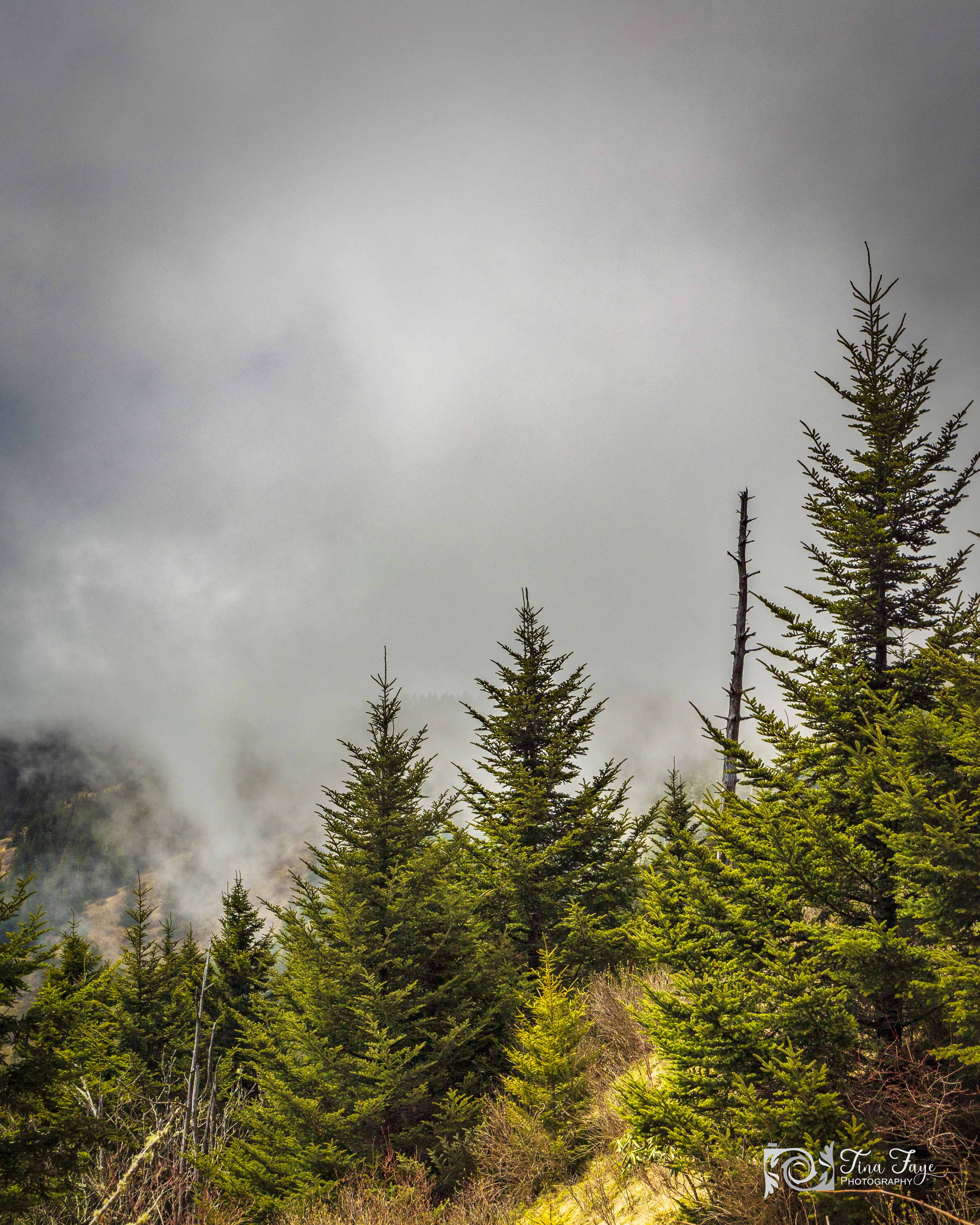Newfound Gap Scenic Picture