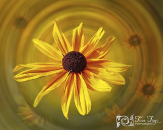 Blackeyed Susan flower with swirl background