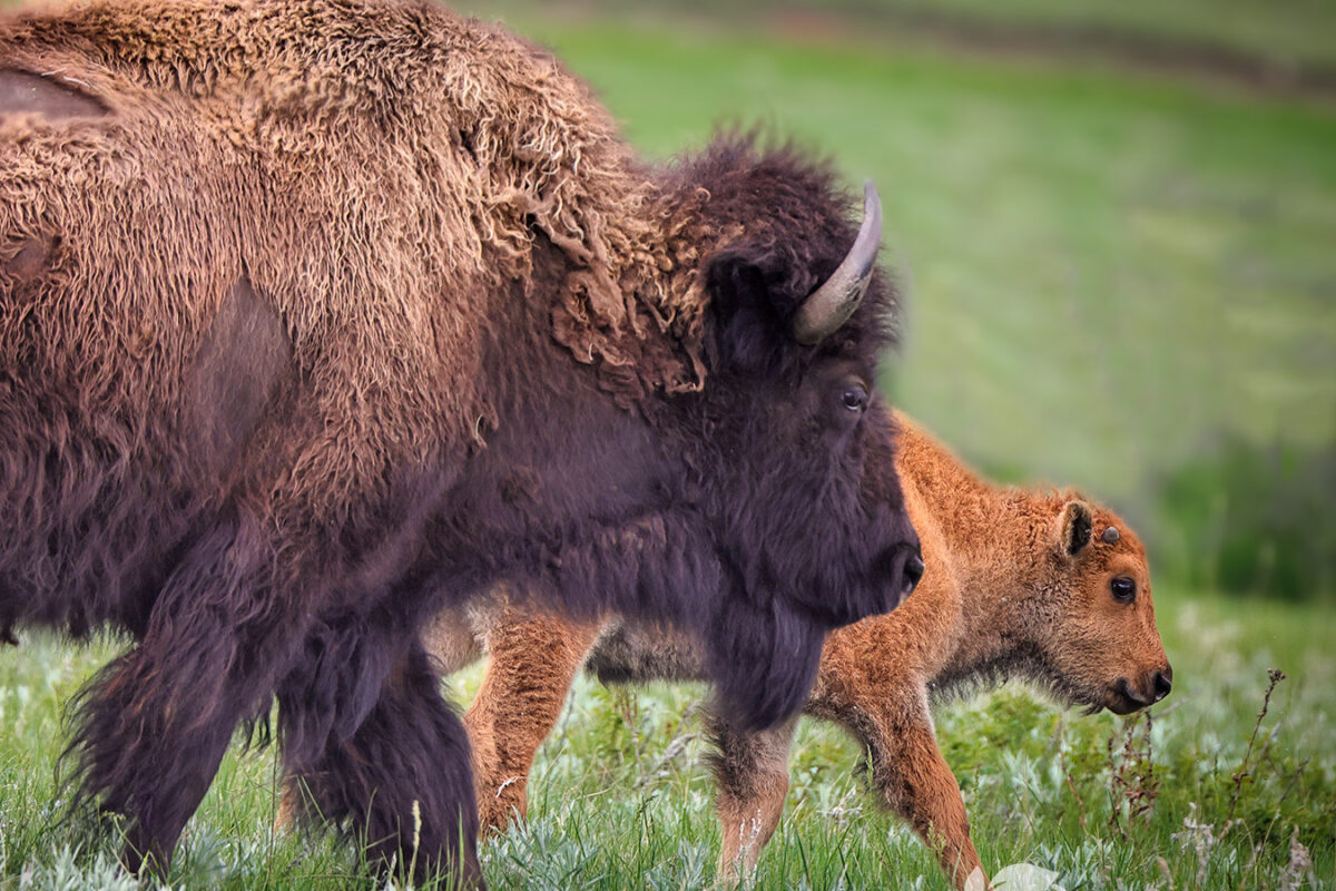 What to see in Badlands National Park, South Dakota