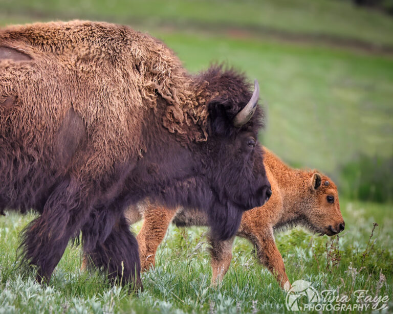 What to see in Badlands National Park, South Dakota