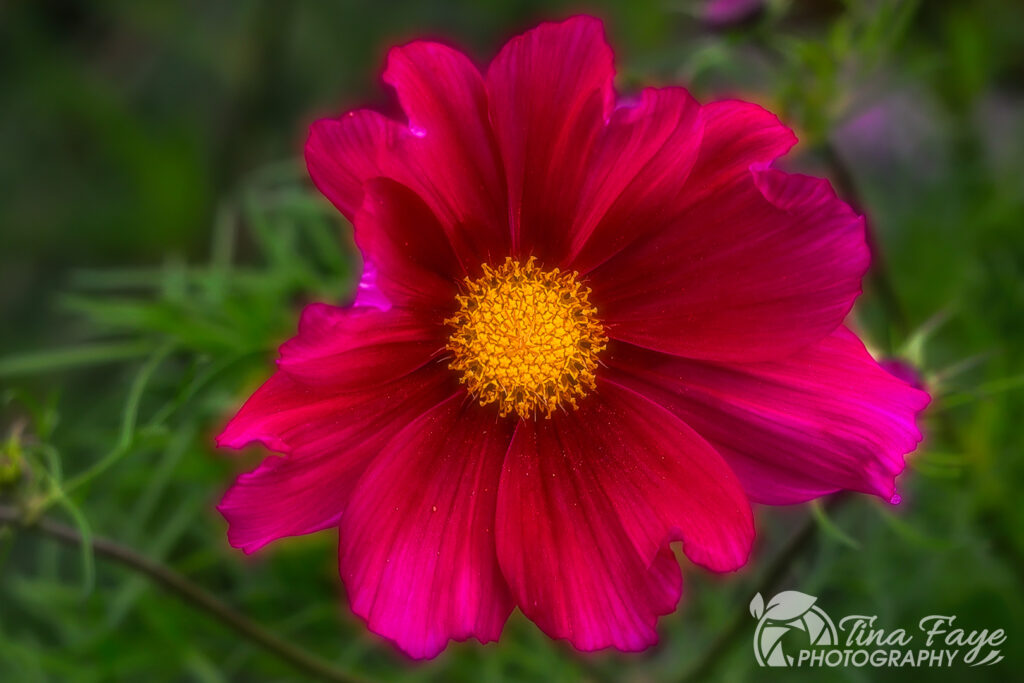 Cosmos Flower