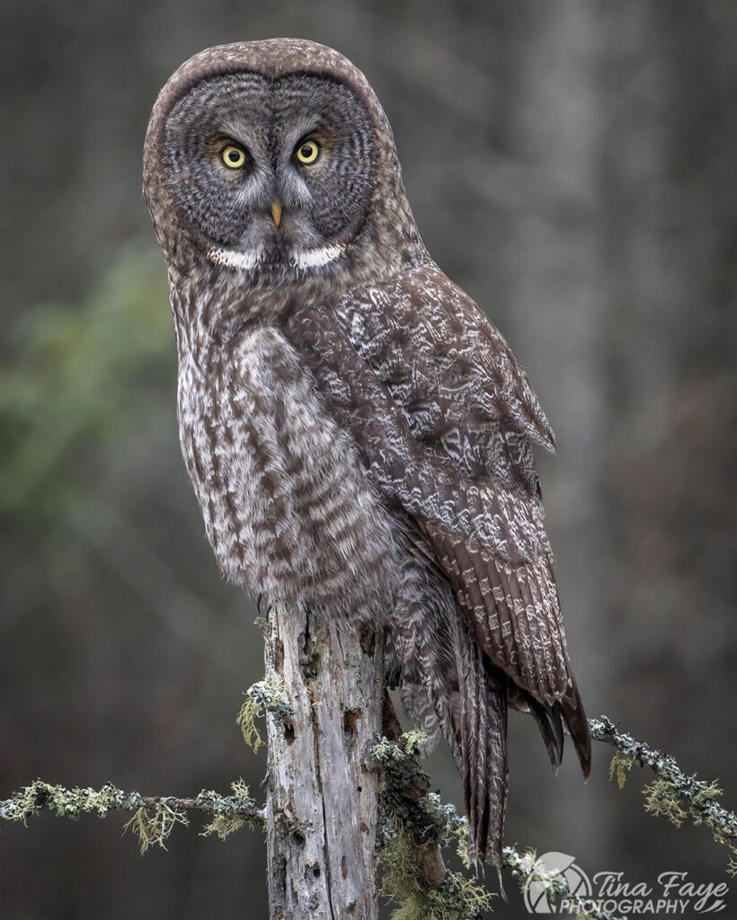 Great Gray Owl