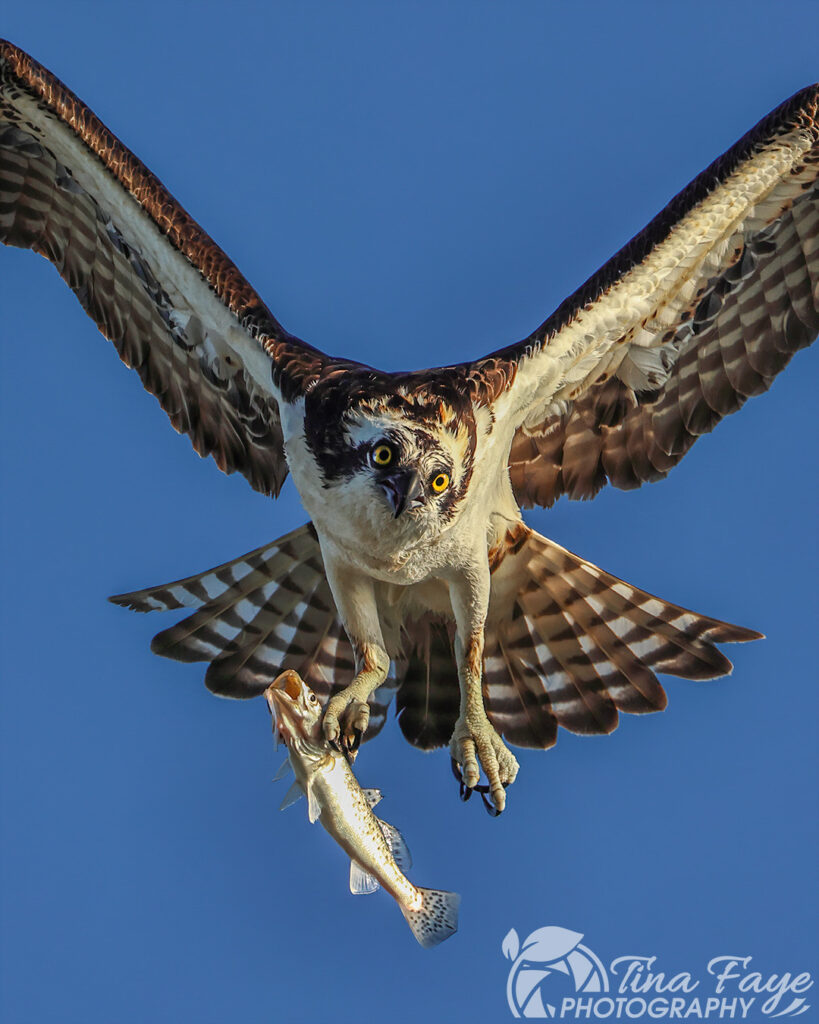 Osprey carrying a fish
