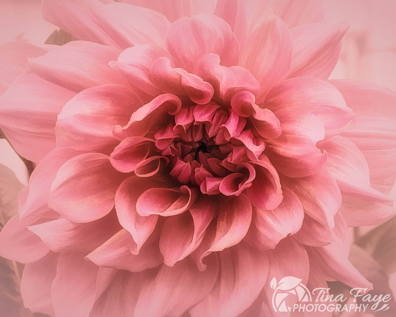 Pink dahlia