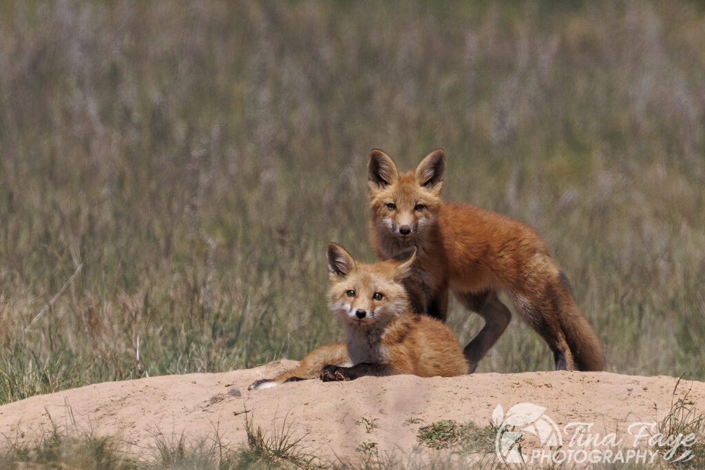 Two Fox Kits