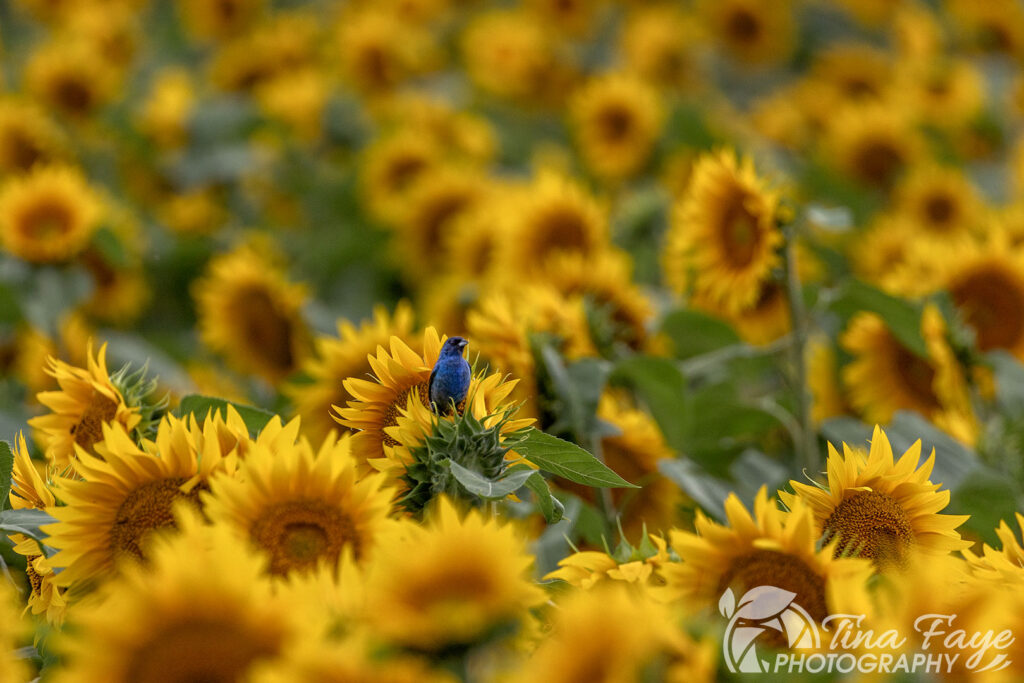 Blue Indigo sitting on a Sunflower