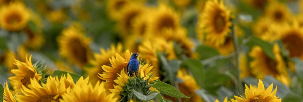 Blue Indigo sitting on top of a Sunflower
