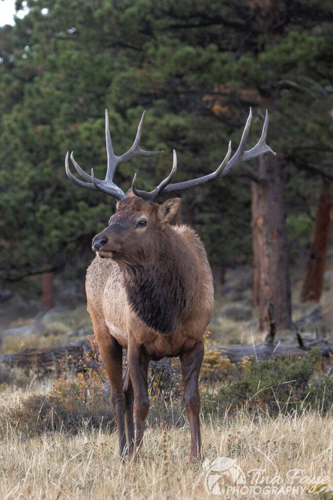 Rocky Mountain Bull Elk