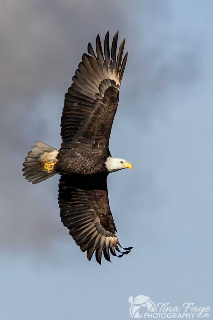 American Bald Eagle full wing span