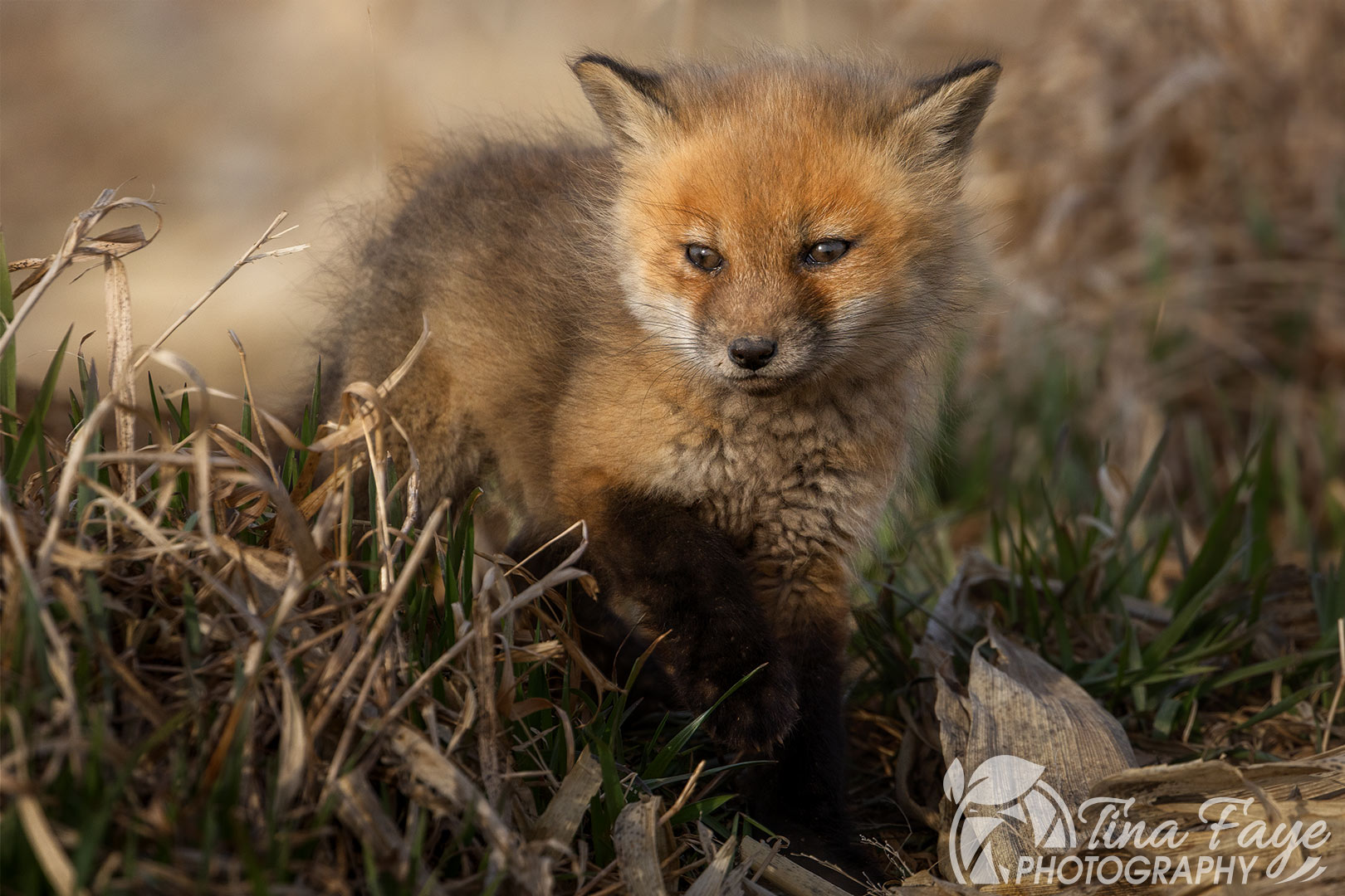Fox Kit