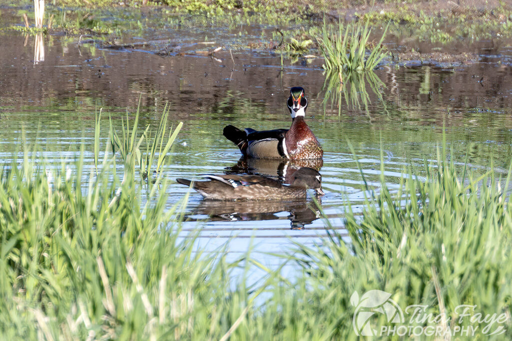 Male Wood Duck