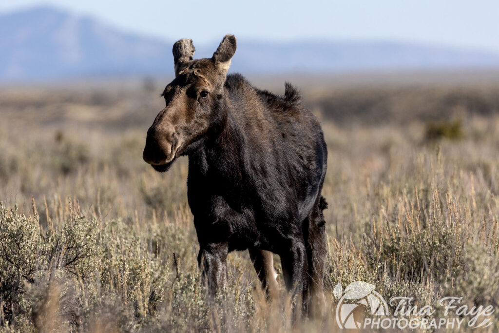 Cow Moose
