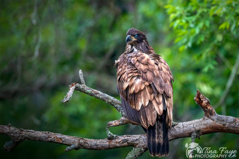 Juvenile bald eagle perched in a riverside tree.