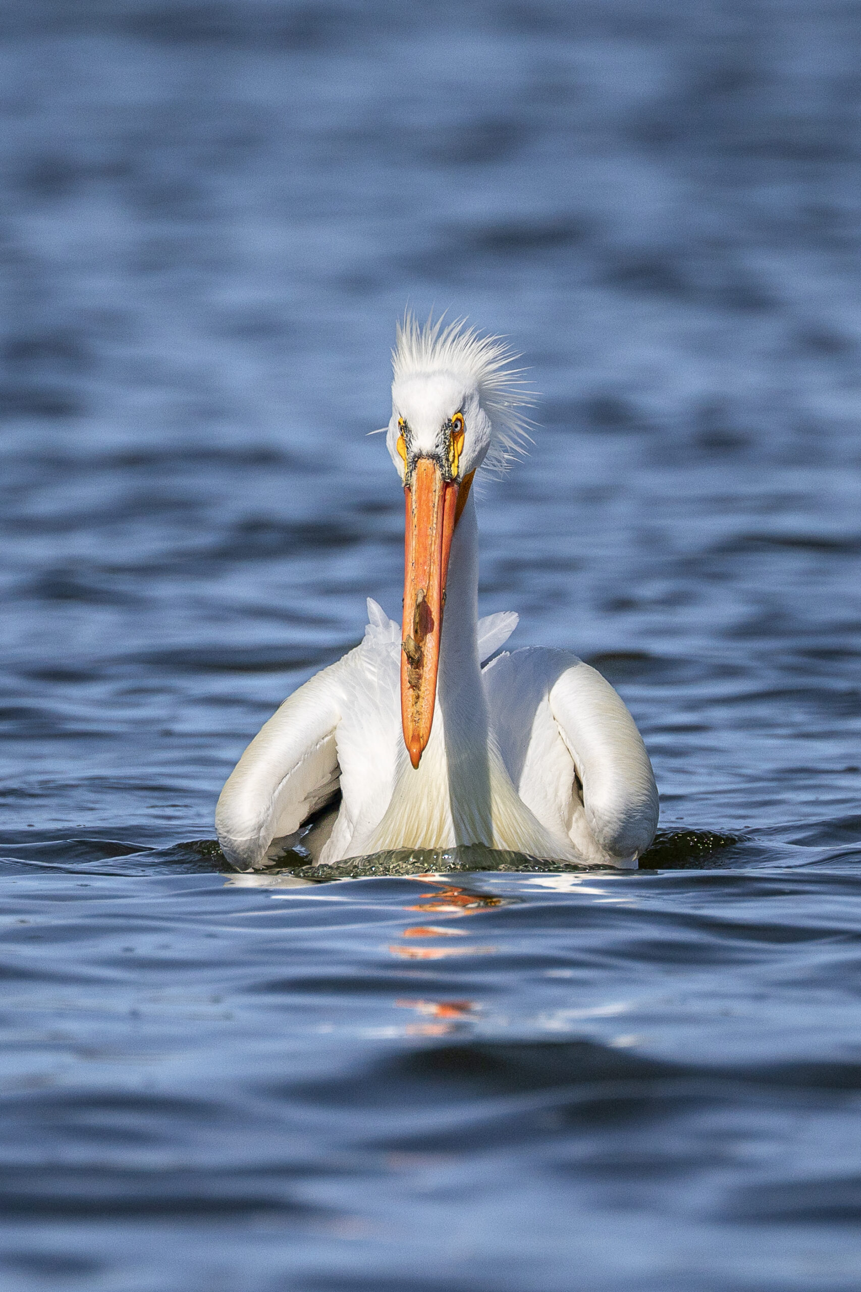 There Is Always Room for One More: Lessons from the Pelicans