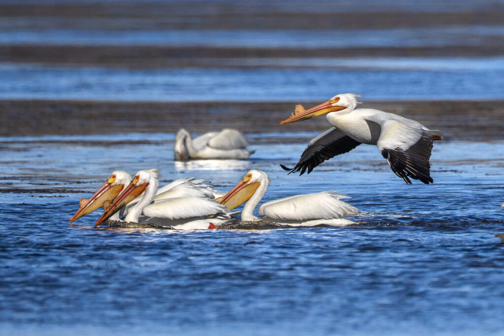 American White Pelicans fishing with one flying in over the fishing pelicans.