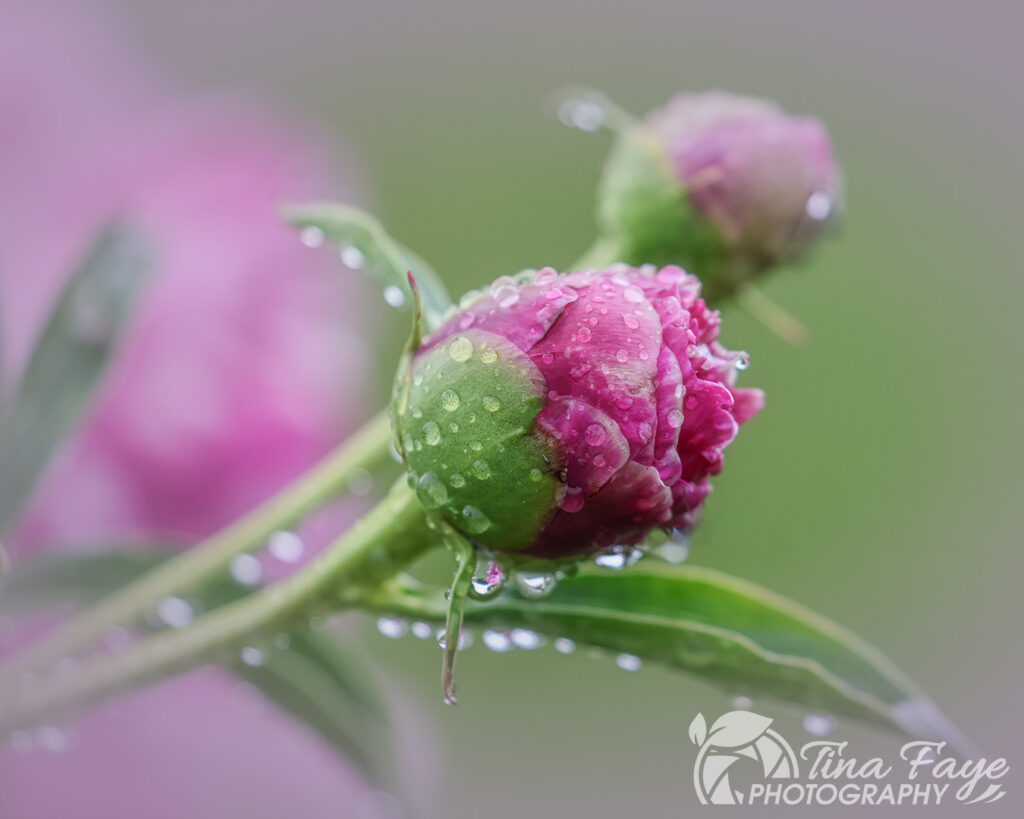 Peonies Bud
