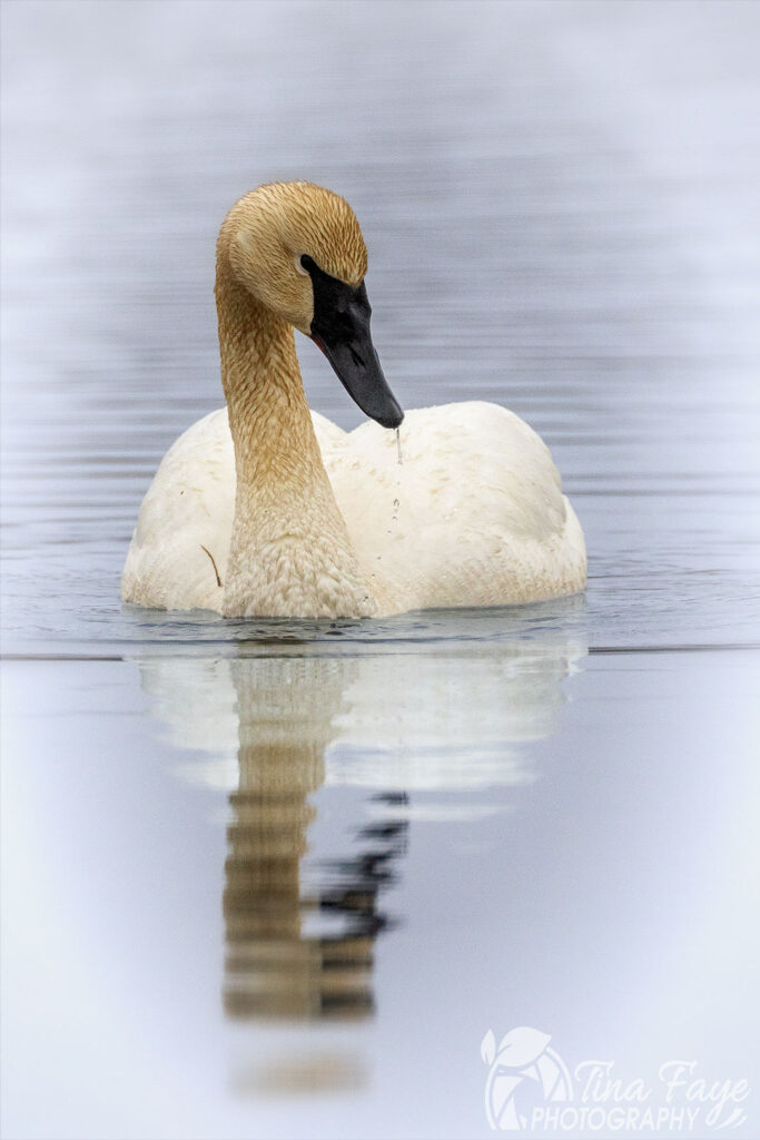 Trumpeter Swan