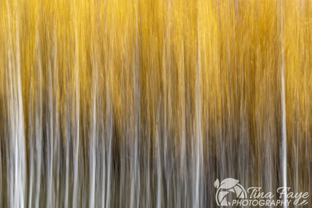 ICM aspen trees